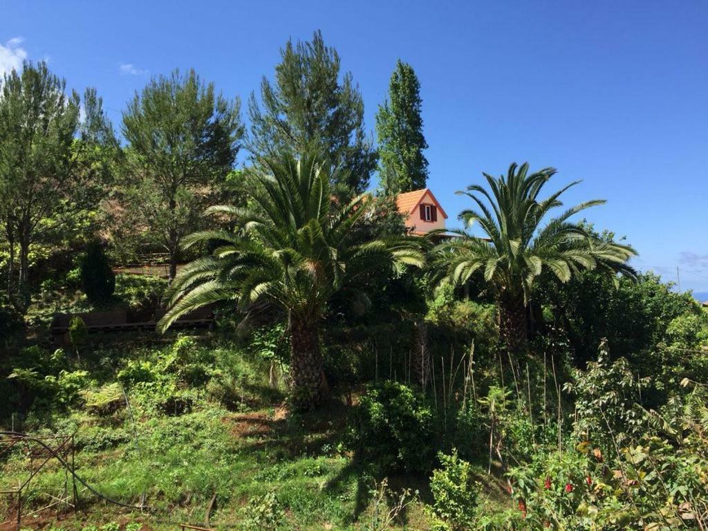 Willa Casa D'Olivia Porto Da Cruz Zewnętrze zdjęcie